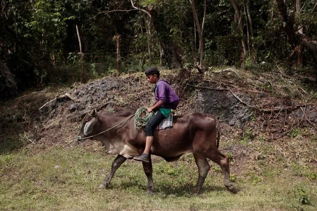 A boy rides a bull in Altagracia town, Nicaragua January 7, 2017. (Photo by Oswaldo Rivas/Reuters)