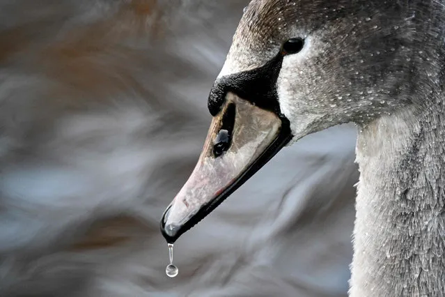 A drop falls from the swan's beak in a pond in Frankfurt am Main, western Germany, on November 22, 2023. (Photo by Kirill Kudryavtsev/AFP Photo)