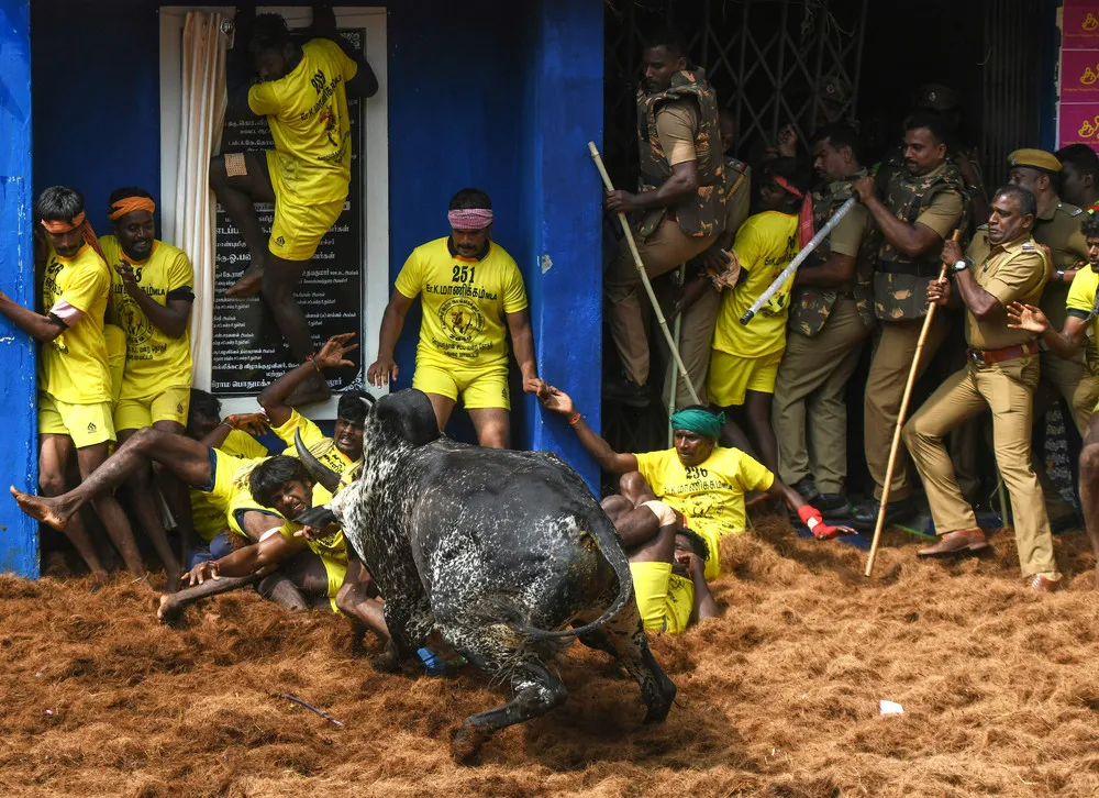 Celebrating South India's Bull Taming Festivals