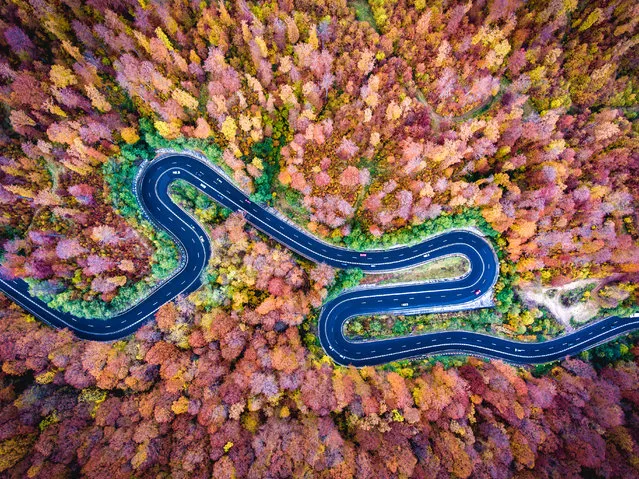 Bogata Forest, Romania on October 21, 2016. (Photo by Calin Stan/Dronestagram)