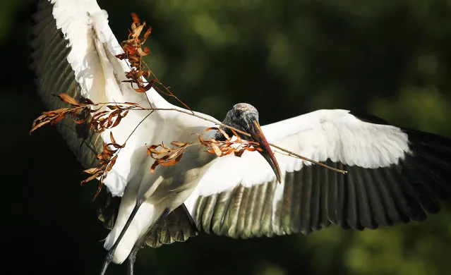 In this April 9, 2015 photo, a wood stork flies back to its nest at the Wakodahatchee Wetlands in Delray Beach, Fla. The wetlands site is home to 60-80 pairs of nesting wood storks this year.  (AP Photo/J Pat Carter)