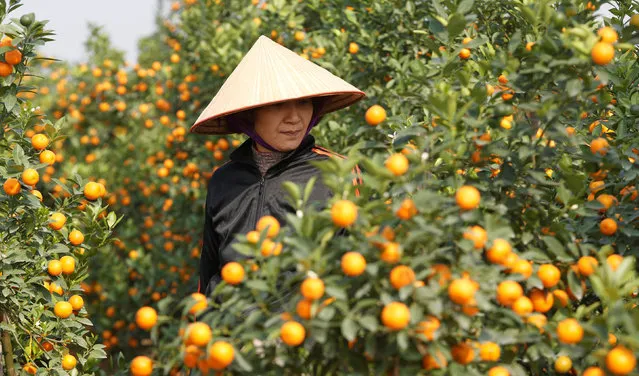 A farmer stands among kumquat trees as she waits for customers ahead of Vietnamese “Tet” (the lunar new year festival) in a field in Hanoi January 22, 2017. (Photo by Reuters/Kham)