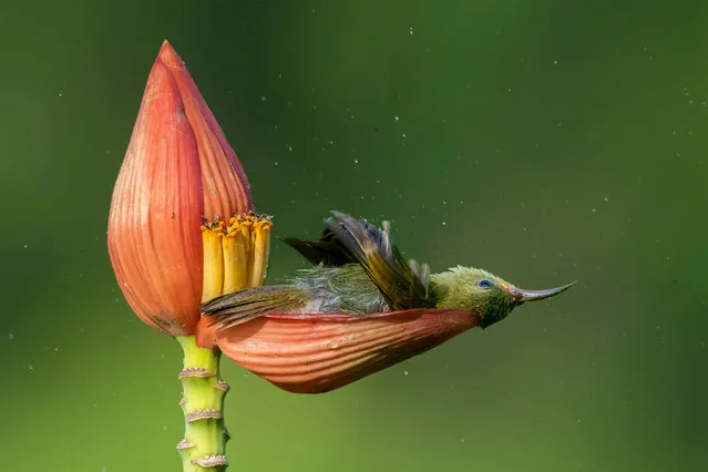 Bird behaviour, gold winner: Floral Bathtub, Mousam Ray, India. This image was taken at North Bengal Agricultural University in Cooch Behar, West Bengal. (Photo by Mousam Ray/2021 Bird Photographer of the Year)