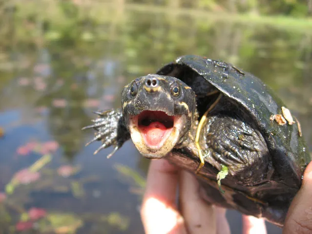 Eastern musk turtle, MA. (Photo by Sternotherus124)