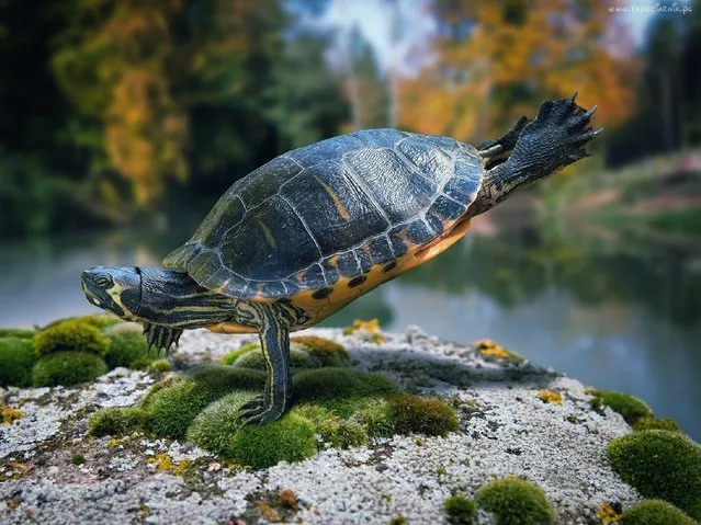 “Just an exercising ninja turtle”. (John Wilhelm)