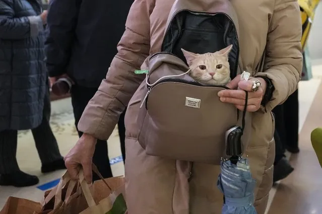 A woman carries a cat in her bag as she goes shopping in a store in Moscow, Russia, Monday, November 8, 2021. Russian capital had return to work on Monday after nonworking days due to coronavirus. Certain restrictions will remain in place, such as a stay-at-home order for older adults and a mandate for businesses to have 30% of their staff work from home. Access to theatres and museums is limited to those who either have been fully vaccinated, have recovered from COVID-19 within the last six months or can present a negative coronavirus test. (Photo by Pavel Golovkin/AP Photo)