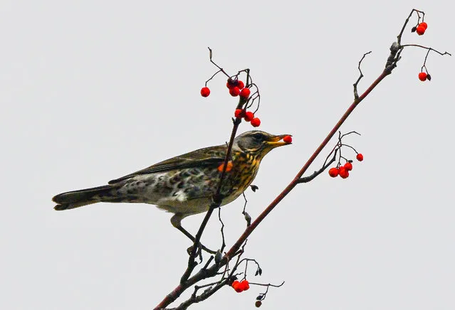 A thrush feeds berries on viburnum tree in central Moscow on November 9, 2021. (Photo by Yuri Kadobnov/AFP Photo)