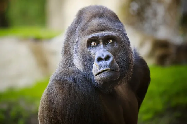 Gorilla at the Hannover Zoo, Germany on May 15, 2015. (Photo by Action Press/StartraksPhoto)