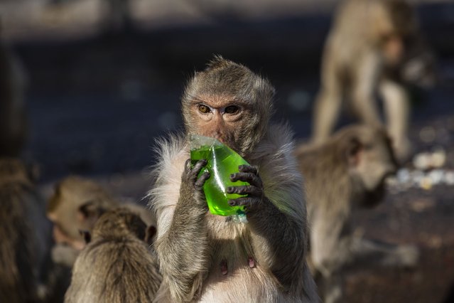 A monkey drinks a bag of juice at the annual Monkey Buffet Festival in Lopburi, Thailand on November 28, 2021. (Photo by Stringer/Anadolu Agency via Getty Images)