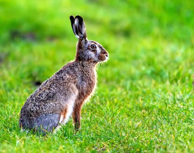 A European hare hops around Brandenberg, Germany on March 29, 2024. (Photo by Patrick Pleul/dpa)