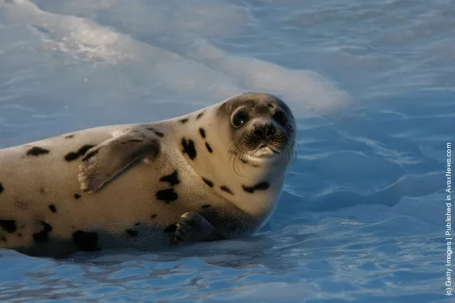 A harp seal pup