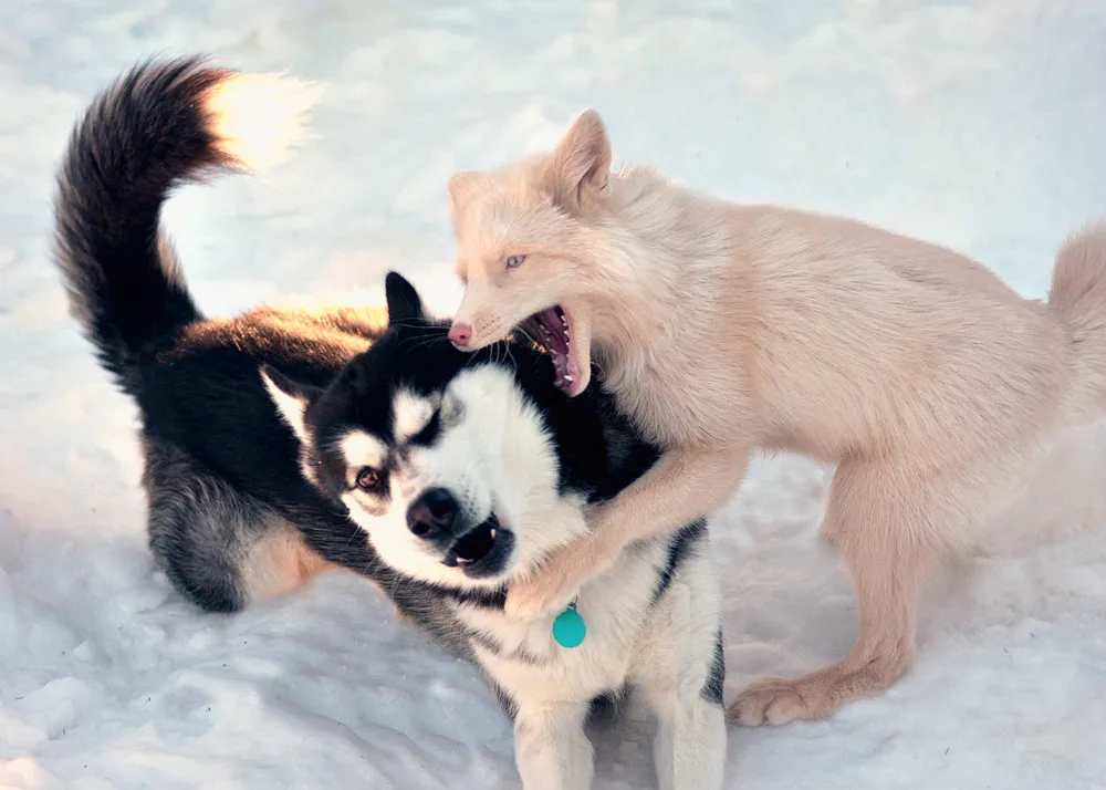 Pink Champagne Fox Miko