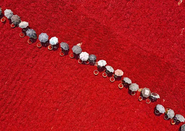 Workers painstakingly lay red chilli peppers out to dry in the sun in Bogura, Bangladesh in the last decade of February 2024, in preparation for being sold at markets around the country. (Photo by Anindita Roy/Solent News)