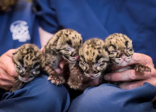 This May 17, 2015, photo provided by Point Defiance Zoo & Aquarium shows four Clouded leopard cubs at Point Defiance Zoo & Aquarium in Tacoma, Wash. The quadruplets were born May 12. (Photo by Ingrid Barrentine/Point Defiance Zoo & Aquarium via AP Photo)