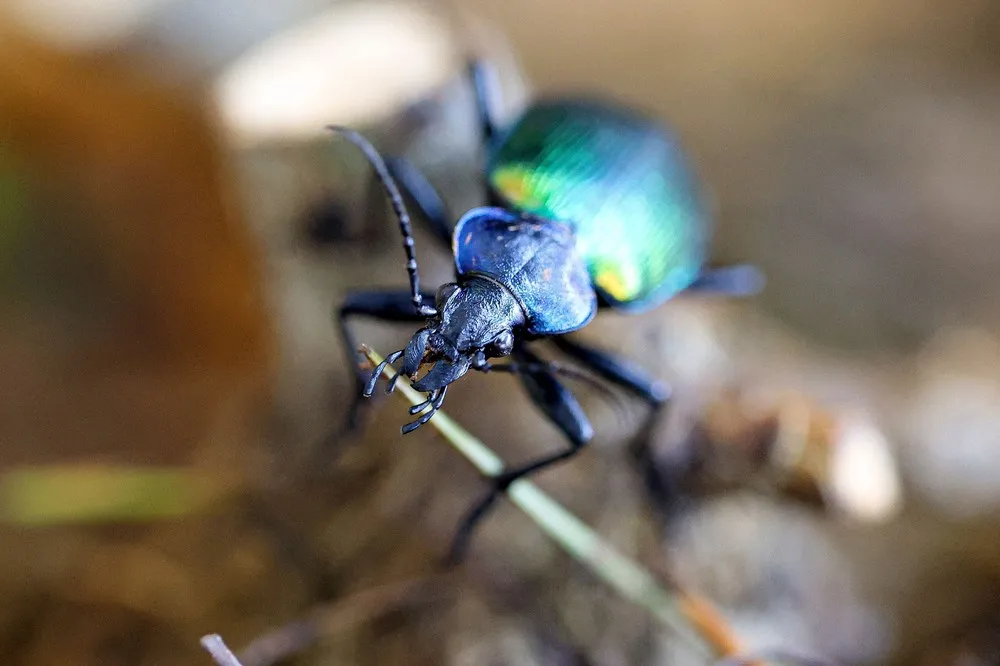 Some Photos: Insects