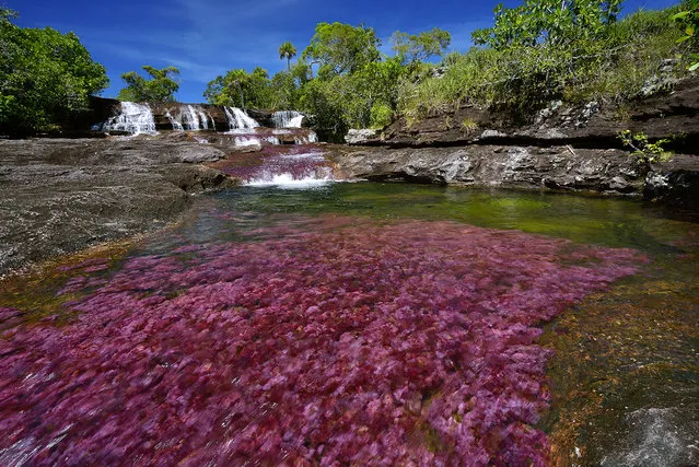 A waterfall is seen in the distance on the Cano Cristales RIver in the Sierra de la Macarena in Colombia. It has become covered with a bright pink endemic aquatic plant, Macarenia Clavigera. (Photo by Olivier Grunewald)