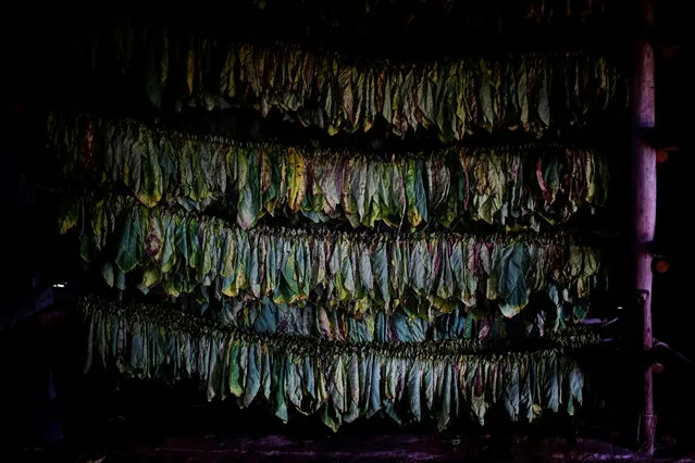 Tobacco leaves hang inside a curing barn at a farm in Cuba's western province of Pinar del Rio, Cuba on March 3, 2017. (Photo by Alexandre Meneghini/Reuters)