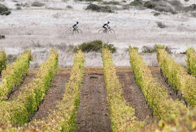 Riders compete during the prologue stage of the 2014 Cape Epic mountain bike race, at Meerendal wine farm, on March 23, 2014, in Durbanville, about 30Km from the centre of Cape Town. The Epic is widely known as the foremost mountain bike stage race in the world, with the riders covering a distance of 718Km, and climbing over 14800m in height, over eight days. (Photo by Rodger Bosch/AFP Photo)
