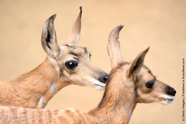 Two rare Peninsular pronghorns