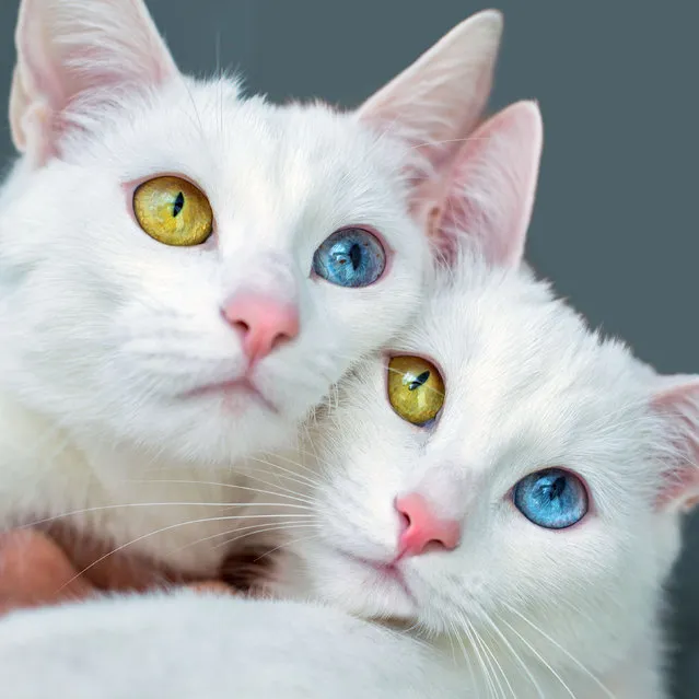 These adorable cats – which are twins – showcase their contrasting blue and green eyes. The fascinating pair, Iriss and Abyss, live with their owner Pavel Dyagilev, 34, in St. Petersburg, Russia. The cats have a condition called heterochromia iridis, which causes each eye to vary in color. Dyagilev said: “When I found an ad on social media that two kittens were seeking a new home, I never imagined that I'd end up with two. But I looked through the pictures of kittens and saw two twins always together on the photos. And my heart melted”. (Photo by @sis.twins/Caters News Agency)