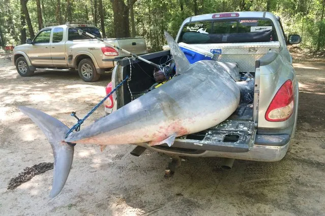 The shark was too tired after the epic battle and to avoid wasting him the trio enjoyed their catch at a jumbo-sized family barbecue. (Photo by Joey Polk/Barcroft Media)