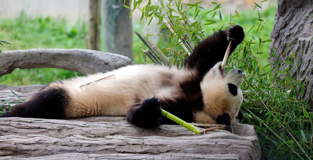 A Look at Life in China