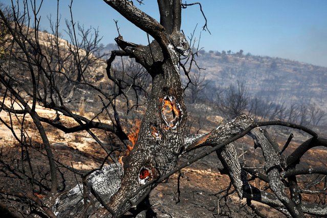 A tree is burning during a wildfire in Kitsi, near the town of Koropi, Greece on June 19, 2024. (Photo by Louisa Gouliamaki/Reuters)