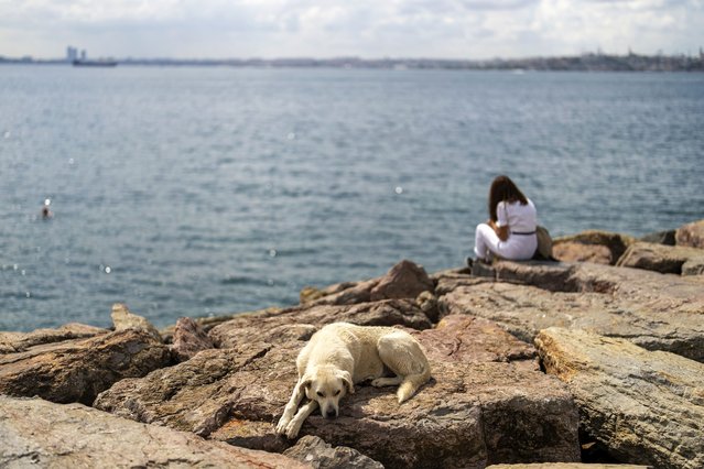 A stray dog rests at Kadikoy sea promenade in Istanbul, Turkey, Saturday, July 6, 2024. A Turkish parliamentary commission has approved a bill aimed at regulating the country's large stray dog population, a move that has raised concerns among animal rights advocates who fear many of the dogs would be killed or end up in neglected and overcrowded shelters. (Photo by Francisco Seco/AP Photo)