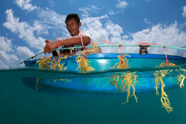 Seaweed Farming in Malaysian Borneo by Eric Madeja. Seaweed farming has been heavily promoted to be an alternative, stable and sustainable income for fisherman in the Semporna region, taking pressure off the overfished reefs. (Photo by Eric Madeja/2016 Atkins CIWEM Environmental Photographer of the Year)