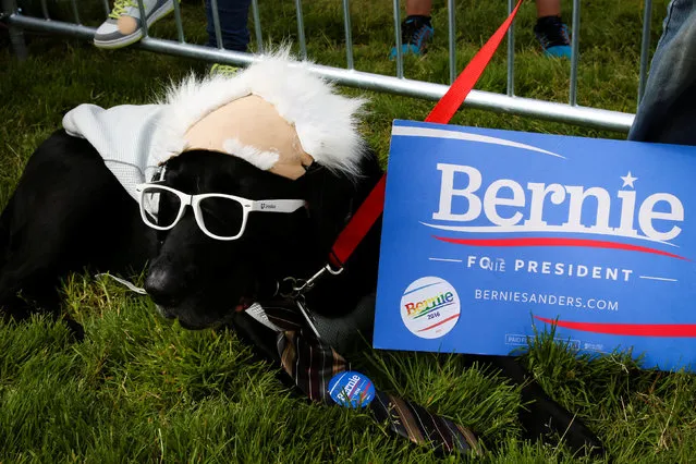 Frisco, a black labrador, is seen next to a placard supporting Democratic U.S. presidential candidate Bernie Sanders at a campaign rally in San Francisco, California, U.S. June 6, 2016. (Photo by Elijah Nouvelage/Reuters)