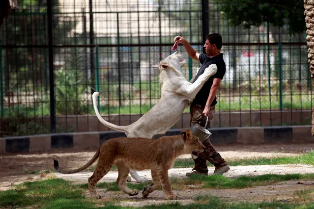 A keeper feeds a white lion at Al Zawra zoo in Baghdad, Iraq June 15, 2017. Picture taken June 15, 2017. (Photo by Khalid al-Mousily/Reuters)