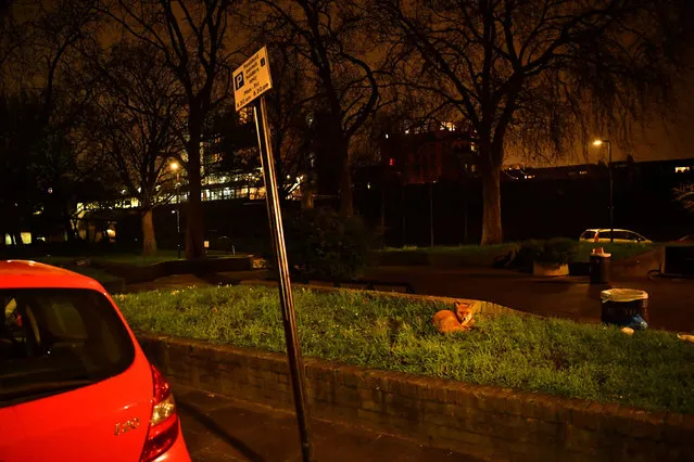 A town fox is seen late evening, curled up beside a busy side street in north London Britain, January 22, 2020. Picture taken January 22, 2020. (Photo by Dylan Martinez/Reuters)