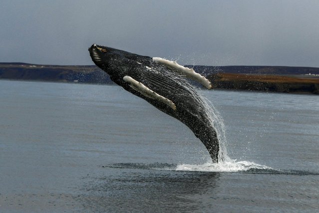 A Humpback whale jumps up from the ocean in Husavik, Iceland on October 8, 2024. (Photo by Meghana Sastry/Reuters)