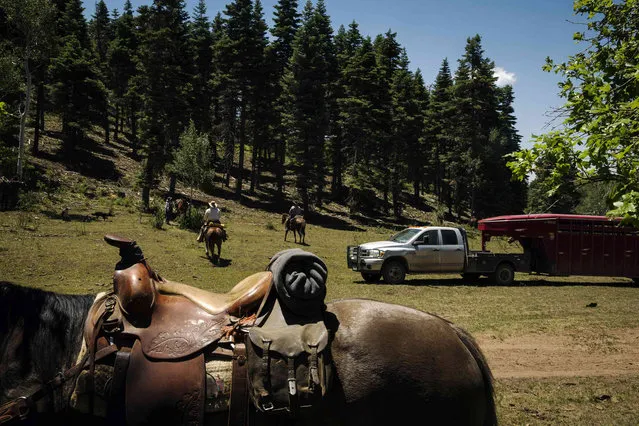 Cowboys are pictured past a saddle mount, up on their horses after eating lunch near Ignacio, Colorado June 11, 2014. The land where the cattle graze is leased from the Forest Service by third-generation rancher Steve Pargin. Several times a year, he and a crew led by his head cowboy, David Thompson, spend a week or more herding cattle from mountain range to mountain range to prevent them from causing damage to fragile ecosystems by staying in a single area too long. (Photo by Lucas Jackson/Reuters)