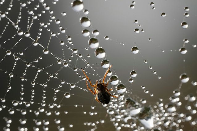 A spider waits for his prey at the center of its net covered by water droplets in the forest outside Tallinn, Estonia, Friday, September 20, 2024. (Photo by Sergei Grits/AP Photo)