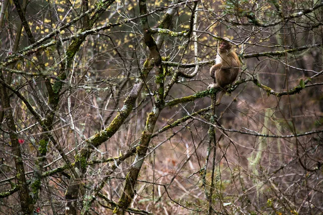 An Assam macaque ( Macaca assamensis) in woodland area of Trongsa, Bhutan. (Photo by Emmanuel Rondeau/WWF UK/The Guardian)