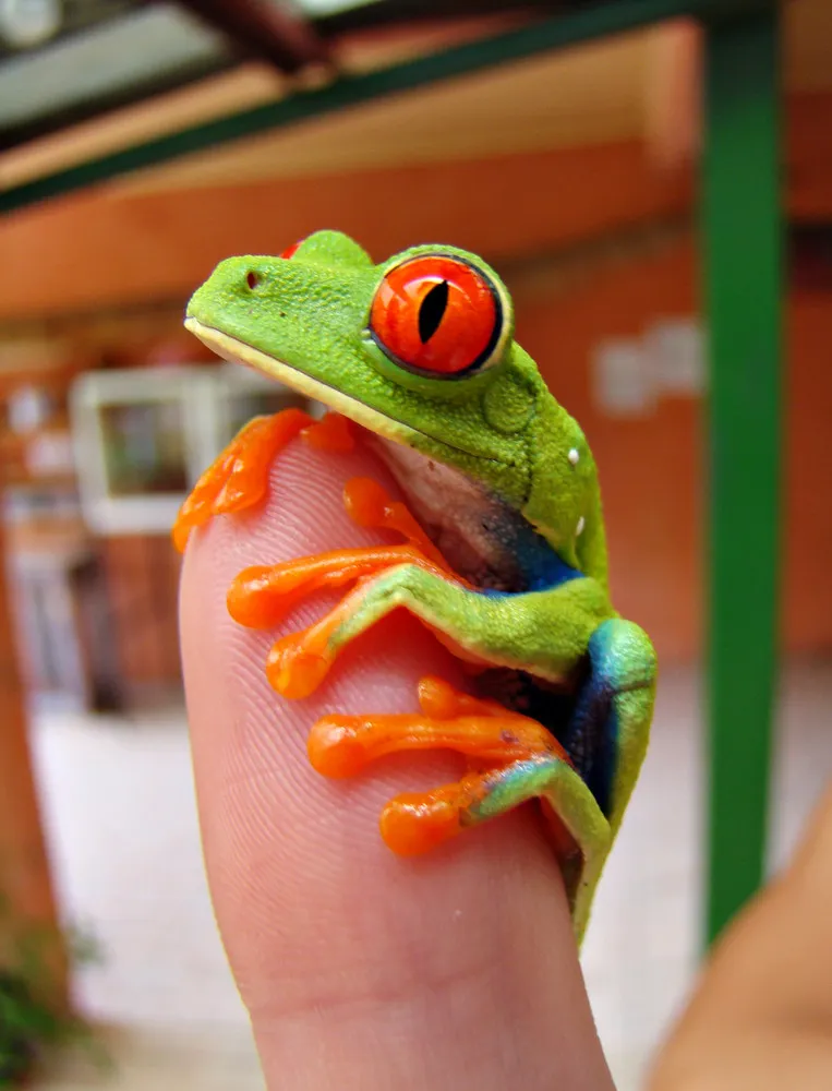 Agalychnis callidryas – The Red-eyed Treefrog