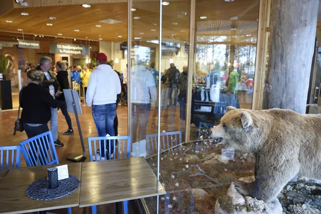 People stand in the entrance to Orsa Rovdjurspark  in Orsa Sweden Friday August 4, 2017. Swedish police said Friday that a man has been seriously injured by a bear in one of Europe's largest predator parks in northern Sweden. Police say the man was cleaning an enclosure at the Orsa Rovdjurspark when he was attacked by a brown bear that had dug its way under the fence.(Photo by Ulf Palm/TT via AP Photo)
