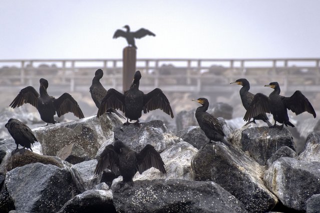 Cormorants sit on stones at the Baltic Sea in Niendorf, northern, Germany, Wednesday, October 23, 2024. (Photo by Michael Probst/AP Photo)