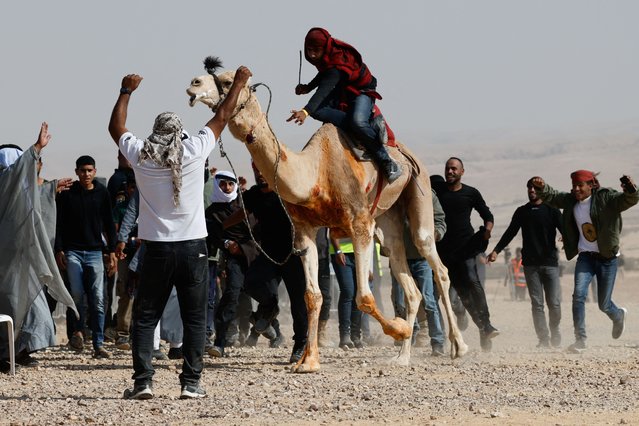 A man rides on a camel as members of Israel's Bedouin Arab minority and other Israelis race camels as part of an initiative to help preserve Bedouin culture, near Ashalim in southern Israel, on November 1, 2024. (Photo by Amir Cohen/Reuters)