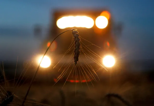 A combine harvests wheat in a field in the settlement of Novokavkazsky in the Stavropol region, Russia, July 7, 2016. Picture taken July 7, 2016. (Photo by Eduard Korniyenko/Reuters)
