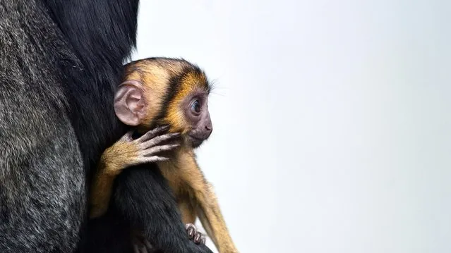 Lisimba, a two-month-old Hamlyn's monkey cub, is pictured with its mother, Karmina, on August 2, 2012 at the zoo in Mulhouse, France. (Photo by Sebastien Bozon/AFP)