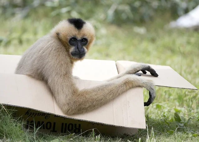 A white-cheeked gibbon plays with a box in its exhibit space at Zoo Miami, Friday, July 15, 2016, in Miami. Zoo Miami unveiled its new $19 million, 1.5 acre entry plaza Friday. (Photo by Wilfredo Lee/AP Photo)