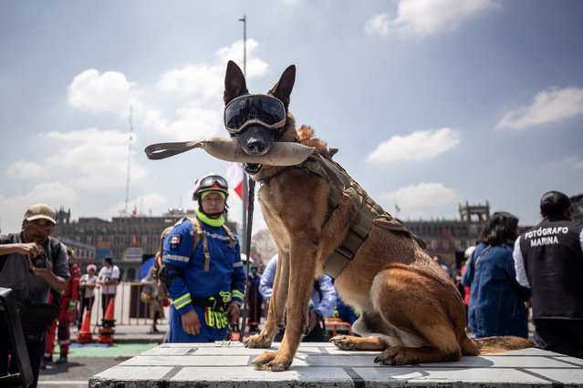 A dog of the canine unit of the Navy and members of Mexican Red Cross participate in the national seismic drill in Mexico City, Mexico, 19 September 2023. Over nine million people across Mexico took part in the drill, which is carried out annually to mark the 1985 and 2017 earthquakes, the two most destructive in the country's recent history and which occurred both on 19 September. (Photo by Isaac Esquivel/EPA)