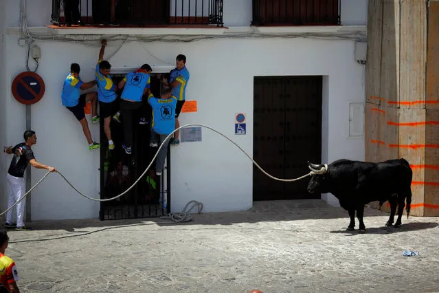 A runner tries to get the attention of a bull, named Santon, during the “Toro de Cuerda” (Bull on Rope) festival at Plaza de Espana square in Grazalema, southern Spain, July 18, 2016. (Photo by Jon Nazca/Reuters)