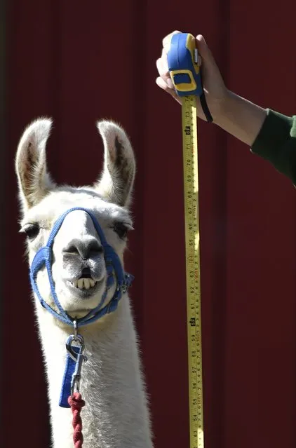 Zookeeper Jack Sargent measures Perry the llama at London Zoo in London August 21, 2014. The annual weigh-in, which includes waist and height measurements, is conducted for the general wellbeing of the animals, and to help detect pregnancies in endangered species, as part of the Zoo's international breeding programmes. (Photo by Toby Melville/Reuters)