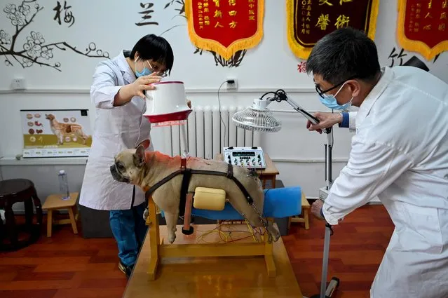 This picture taken on April 12, 2022 shows a dog receiving acupuncture and physiotherapy at an animal clinic in Beijing. A growing number of animals are being signed up for traditional medicine in China – care their masters say is less invasive and comes with fewer side effects than conventional treatments. (Photo by Wang Zhao/AFP Photo)