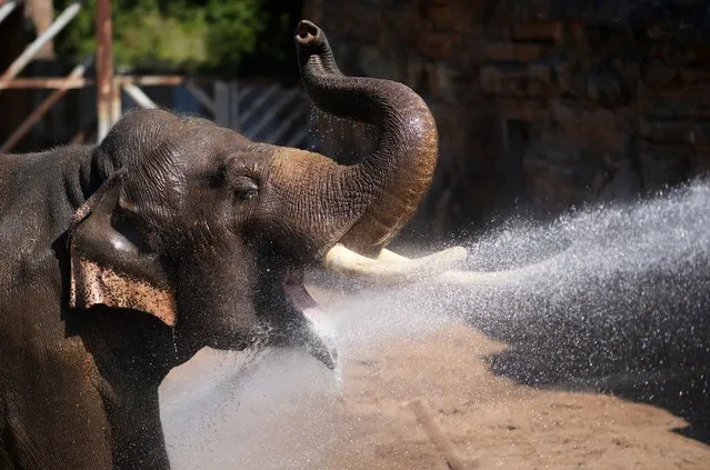 Aung-Bo, a 21-year-old asian elephant is cooled down by a keeper at Chester Zoo during the heatwave on August 11, 2022 in Chester, United Kingdom. (Photo by Christopher Furlong/Getty Images)
