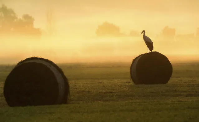 A stork sits on a hay ball on a field in Bechingen, southern Germany, Thursday, June 27, 2019. (Photo by Thomas Warnack/dpa via AP Photo)