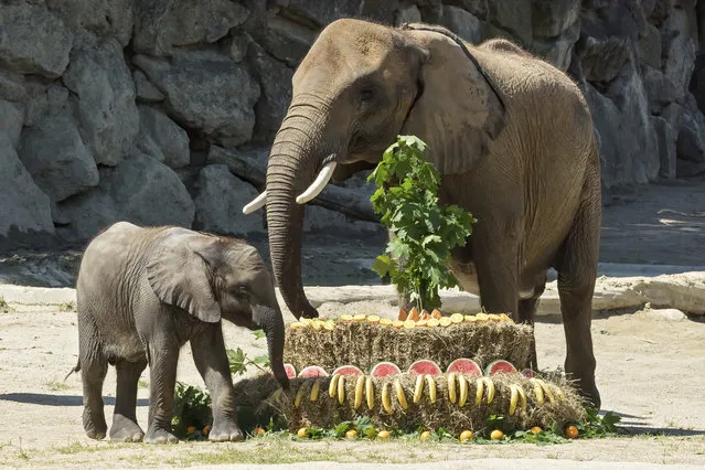 Elephant baby Kibali enjoys her birthday cake besides her mother Numbi at the Schoenbrunn Zoo in Vienna, Austria, Monday, May 18, 2020. Economy Minister Margarete Schramboeck was named godmother to Kibali the elephant in a ceremony at Vienna’s Zoo. In order to help Austrians envision keeping the recommended one-meter (3.28 feet) apart to protect themselves from the conronavirus, Schramboeck said they’d always told people it was “the length of a baby elephant”. (Photo by Zoo Vienna via AP Photo)